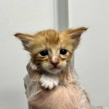 P. Sherman -  Domestic Medium Hair Cat for Adoption in Abilene, Texas - P. Sherman | PetCurious
