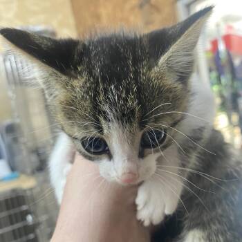 Bubba -  Domestic Short Hair Cat for Adoption in Blairsville, Georgia - Bubba | PetCurious