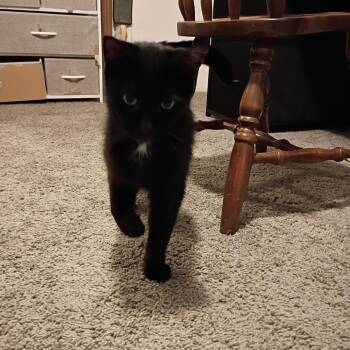 Sterling -  Domestic Short Hair Cat Available for Adoption in Aspinwall, Pennsylvania - Sterling | PetCurious