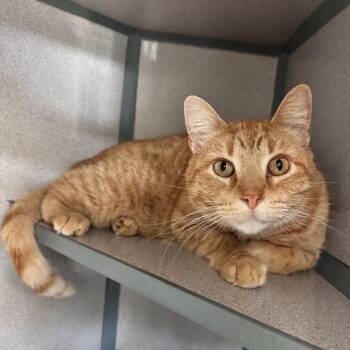 Wizard -  Domestic Short Hair Cat for Adoption in Waterloo, Iowa - Wizard | PetCurious