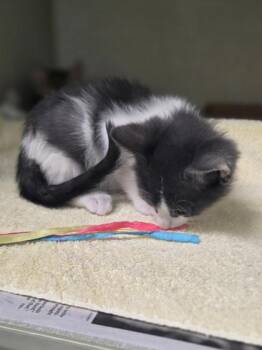 Stan -  Domestic Short Hair Cat for Adoption in Westland, Michigan - Stan | PetCurious