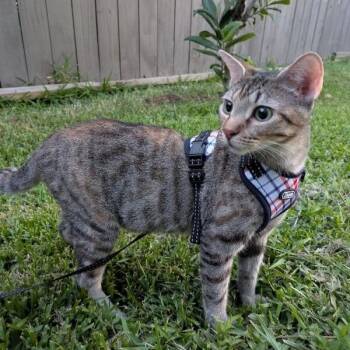 Tabby and Domestic Short Hair Cats Available for Adoption in Friendswood, Texas - Megan The Leash Walking Cat | PetCurious