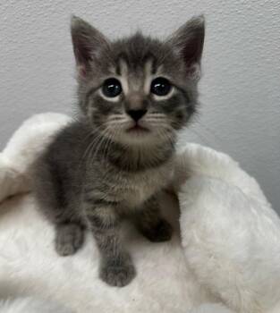 Domestic Short Hair Cats Available for Adoption in Little Rock, Arkansas - Witney | PetCurious