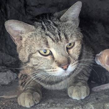 Tabitha -  Domestic Short Hair Cat for Adoption in Wickenburg, Arizona - Tabitha | PetCurious