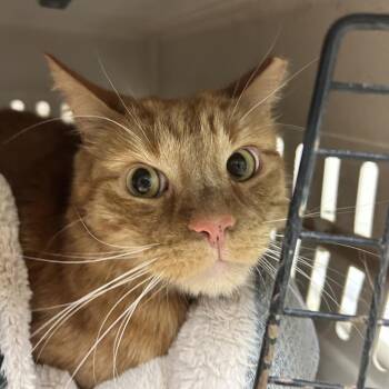 Arowana -  Domestic Short Hair Cat for Adoption in Reno, Nevada - Arowana | PetCurious