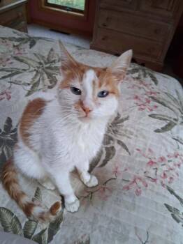 Domestic Short Hair Cats Available for Adoption - APRIL | PetCurious