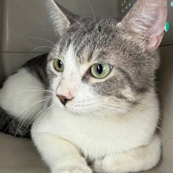 Domestic Short Hair Cats Available for Adoption - Kal | PetCurious