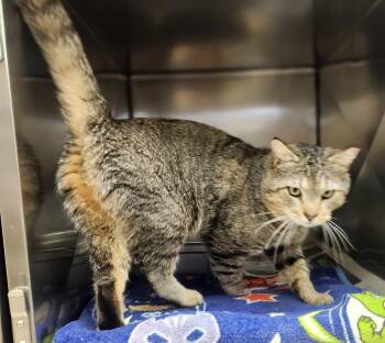 Domestic Short Hair Cats Available for Adoption - Phil  | PetCurious