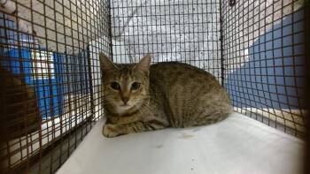 Domestic Short Hair Cats Available for Adoption in Doral, Florida - REENE | PetCurious