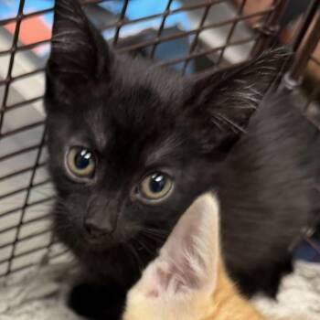 Kevin -  Domestic Short Hair Cat for Adoption in Los Angeles, California - Kevin | PetCurious