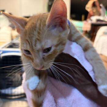Kraft -  Domestic Short Hair Cat for Adoption in Waldorf, Maryland - Kraft | PetCurious