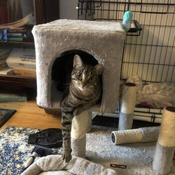 Rescue Domestic Short Hair Cats for Adoption - Mini 2 | PetCurious