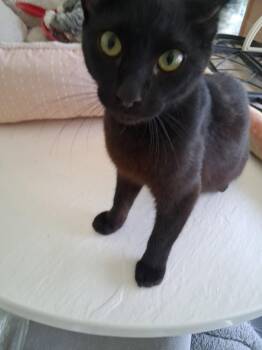 Eyerie -  Domestic Short Hair Cat for Adoption in Oviedo, Florida - Eyerie | PetCurious