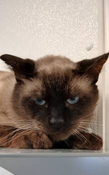 Louis Vuitton -  Siamese and Domestic Short Hair Cat for Adoption in Bay City, Michigan - Louis Vuitton | PetCurious