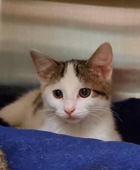 Doug funny -  Domestic Short Hair Cat for Adoption in Kansas City, Missouri - Doug Funny | PetCurious