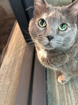 Meowcedes -  Dilute Tortoiseshell Cat for Adoption in Manhattan, Illinois - Meowcedes | PetCurious