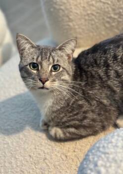 Tabby Cats Available for Adoption in Anthem, Arizona - Johnnie | PetCurious