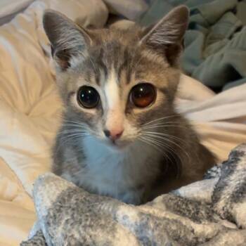 Orbit Mouse -  Domestic Short Hair Cat for Adoption in Norman, Oklahoma - Orbit Mouse | PetCurious