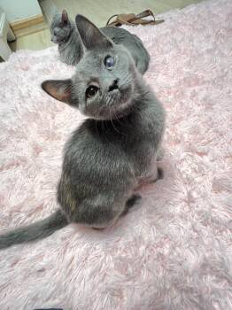Dottie -  Dilute Tortoiseshell and Domestic Short Hair Cat for Adoption in Mesa, Arizona - Dottie | PetCurious