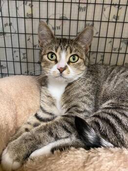 LadyBug -  Domestic Short Hair Cat for Adoption in Grants Pass, Oregon - LadyBug | PetCurious