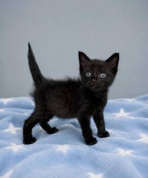 Mac -  Domestic Short Hair Cat for Adoption in Lafayette, Louisiana - Mac | PetCurious