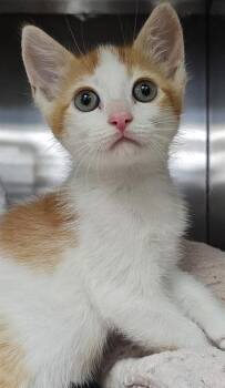 MORTIMER* -  Domestic Short Hair Cat for Adoption in Santa Cruz, California - MORTIMER* | PetCurious
