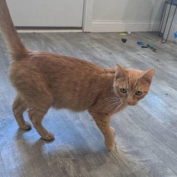 Lola -  Domestic Short Hair Cat for Adoption in La Grange, Kentucky - Lola | PetCurious