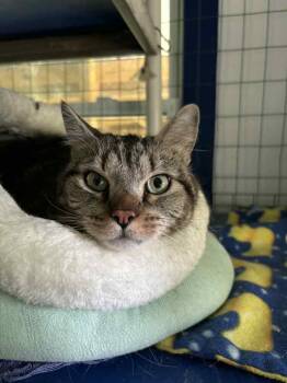 Rescue Domestic Short Hair Cats for Adoption in Dallas, Pennsylvania - BIG Boy | PetCurious