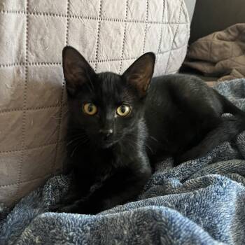 Wolfie -  American Shorthair Cat for Adoption in Park Row, Texas - Wolfie | PetCurious