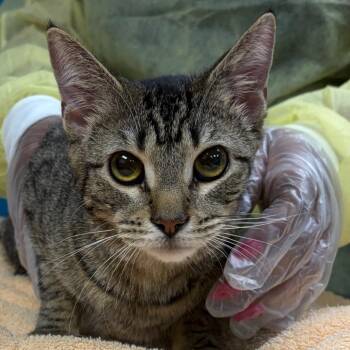 Domestic Short Hair Cats Available for Adoption - Guppy | PetCurious