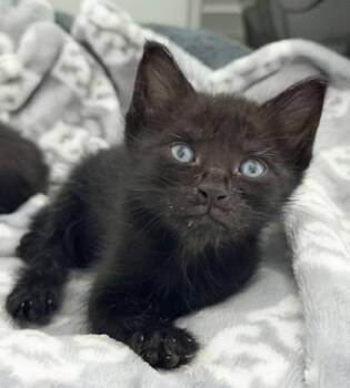 SAGE -  Domestic Short Hair Cat for Adoption in Fernandina Beach, Florida - SAGE | PetCurious