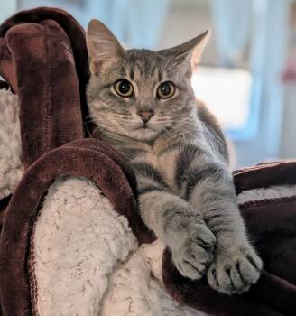 Domestic Short Hair Cats Available for Adoption - Bingo | PetCurious