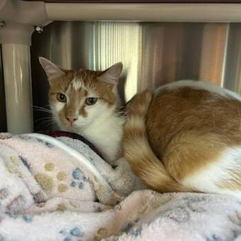 Domestic Short Hair Cats Available for Adoption in Knoxville, Tennessee - Cinnamon | PetCurious