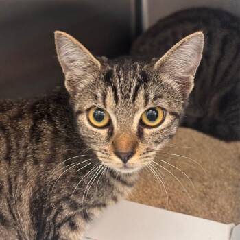 Blanche -  Domestic Short Hair Cat for Adoption in Tampa, Florida - Blanche | PetCurious