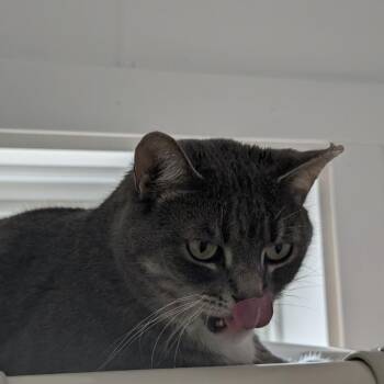 Domestic Short Hair Cats Available for Adoption in Blair, Wisconsin - Link | PetCurious