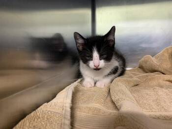 Rescue Domestic Short Hair Cats for Adoption in Grand Prairie, Texas - MOCHI | PetCurious