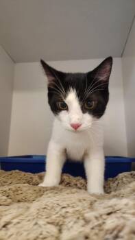 Rescue Domestic Short Hair Cats for Adoption in New Kensington, Pennsylvania - Aladdin | PetCurious