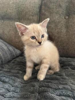 Circe -  Birman Cat for Adoption in Shawnee, Oklahoma - Circe | PetCurious