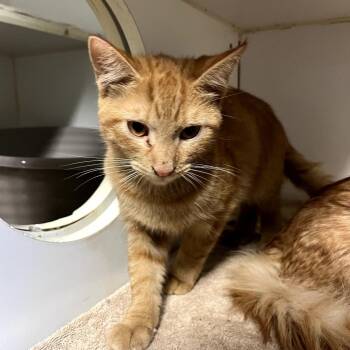 Critter -  Domestic Short Hair Cat for Adoption in Las Vegas, Nevada - Critter | PetCurious