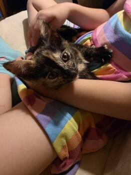 Coco -  Domestic Short Hair Cat for Adoption in Skippack, Pennsylvania - Coco | PetCurious