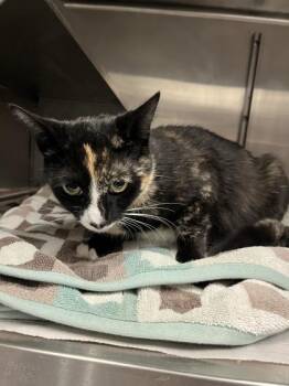 Nefertiti -  Domestic Short Hair Cat for Adoption in West Chester, Pennsylvania - Nefertiti | PetCurious