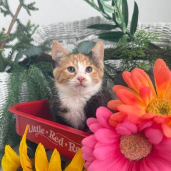 Lexus Rover 56550 -  Domestic Short Hair Cat for Adoption in Eaton Rapids, Michigan - Lexus Rover 56550 | PetCurious