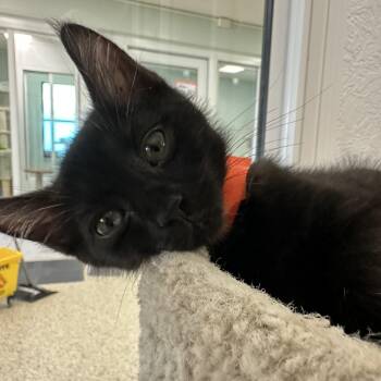 Domestic Short Hair Cats Available for Adoption in New Port Richey, Florida - Tostito | PetCurious
