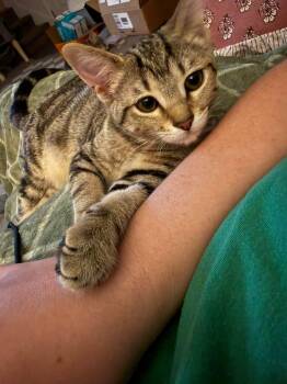 Stormi -  Domestic Short Hair Cat for Adoption in Clarksville, Tennessee - Stormi | PetCurious