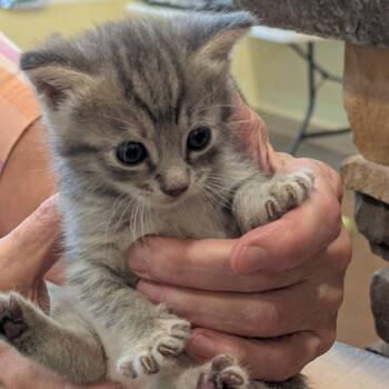 Dolly Parton -  Domestic Short Hair Cat for Adoption in Lynchburg, Virginia - Dolly Parton | PetCurious