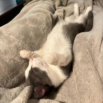 Domestic Short Hair Cats Available for Adoption in Chicago, Illinois - Tien | PetCurious