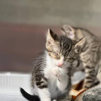 Kronk -  Domestic Short Hair Cat for Adoption in Pauls Valley, Oklahoma - Kronk | PetCurious