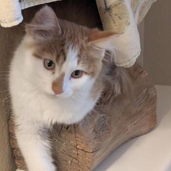 Jake C11596 -  Domestic Short Hair Cat for Adoption - Jake C11596 | PetCurious