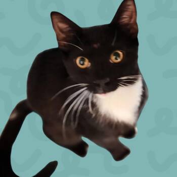 Wally -  Domestic Short Hair Cat for Adoption in Reno, Nevada - Wally | PetCurious