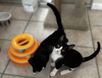 Mayer -  Tuxedo Cat for Adoption in Fort Myers, Florida - Mayer | PetCurious